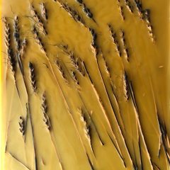 Amber Waves